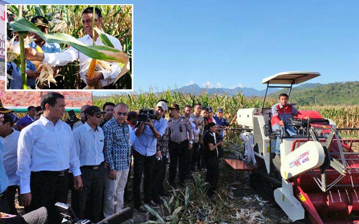 Harga Jagung Rp3.150 Dikunci Perpres, Mentan Dorong Luas Tambah Tanam di Sulut